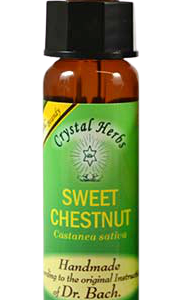 SWEET CHESTNUT